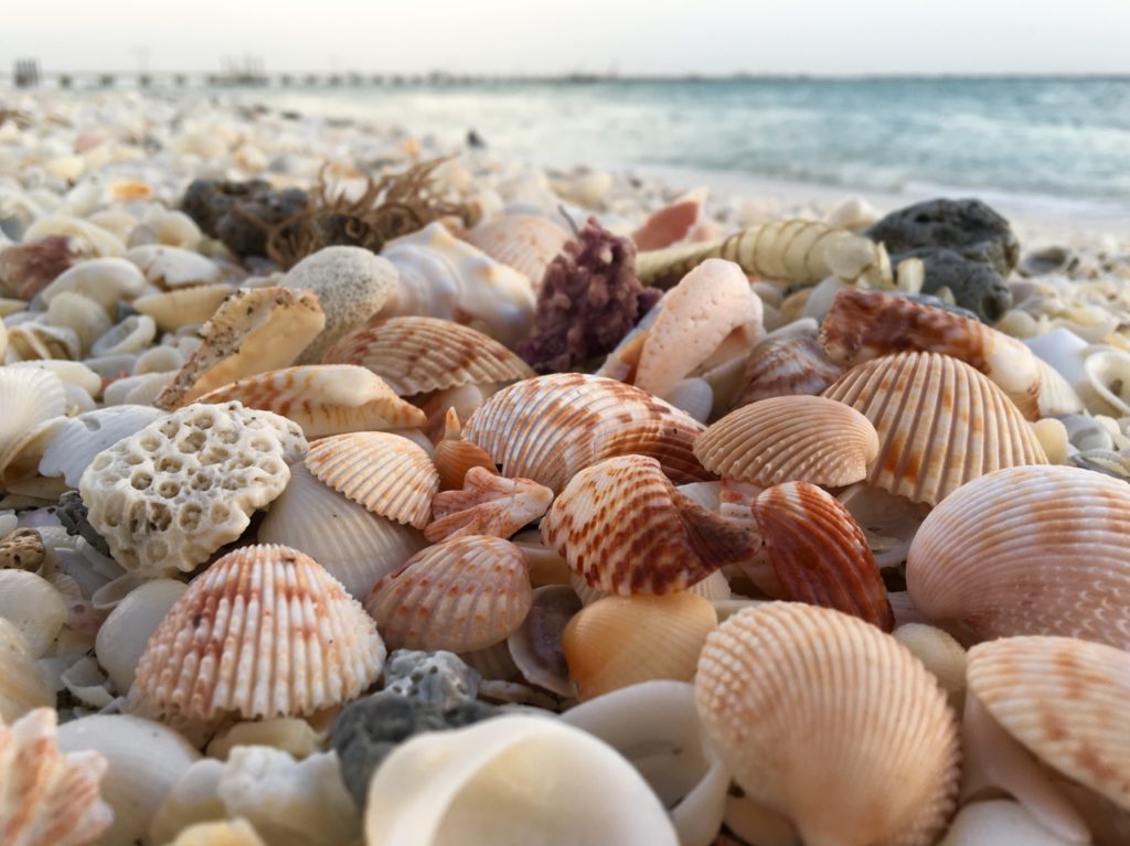 seashells close up with water in the background (shelling one of the best things to do on Marco Island)