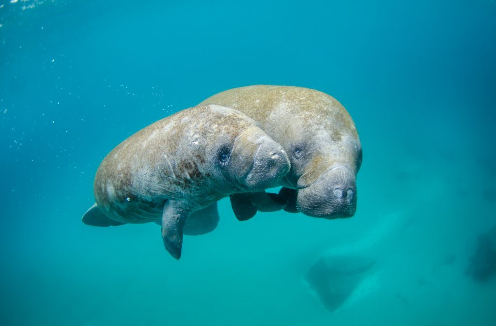 underwater shot of two manatees close together in turquoise waters 