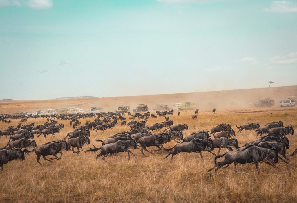 hundred of wildebeest stampeding across a plain in front of a road full of safari vehicles