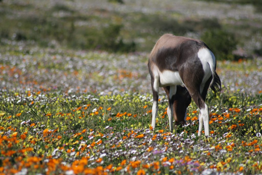 a wild horse grazes in a field full of yellow, orange, and purple wildflowers in a close up shot