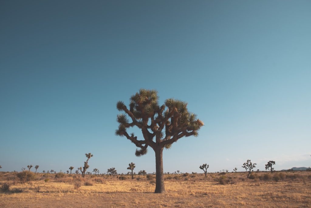joshua tree in the desert. one of the best national parks to visit in April. 