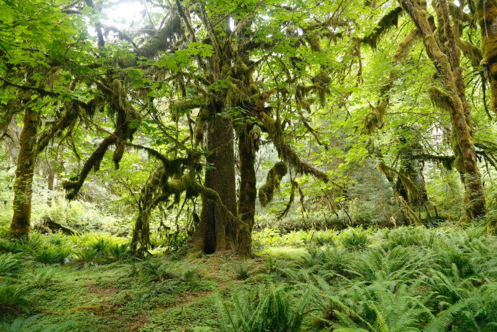 best national park to visit in april the lush rainforest in Olympic National Park 