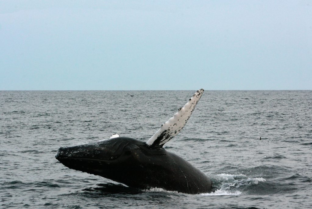 whale breeching in boston
